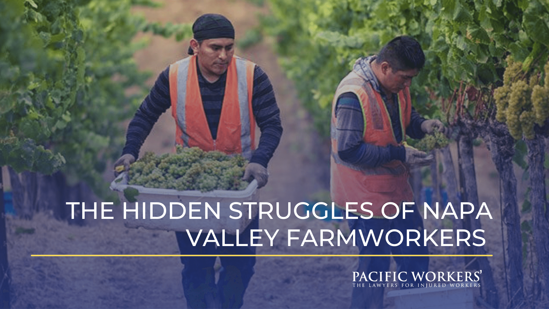 Two Farm Workers Picking Grapes